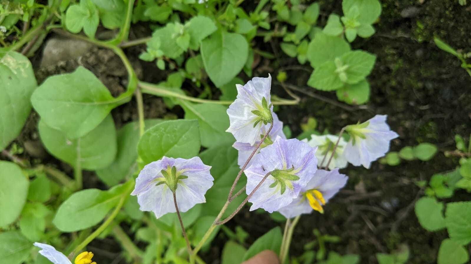 Solanum montanum flower