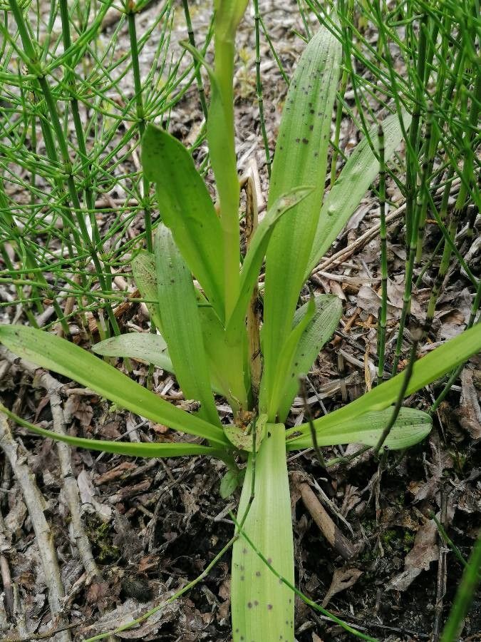 Dactylorhiza incarnata leaf