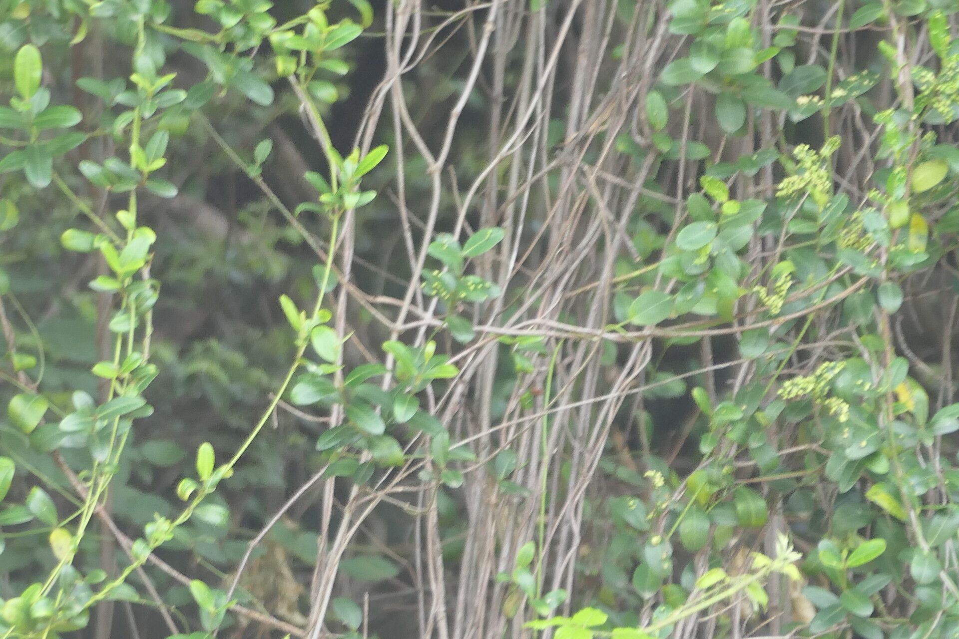 Secamone alpini bark