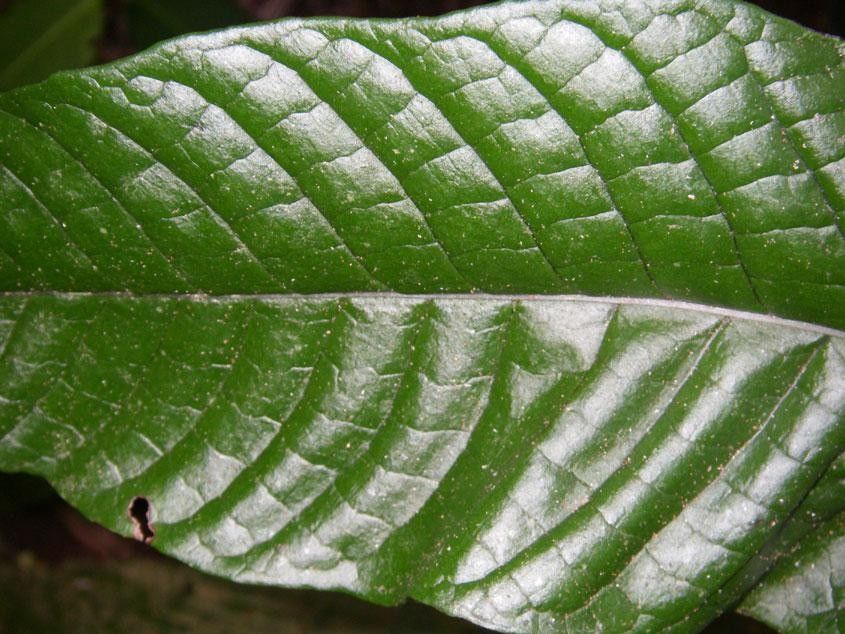 Mickelia nicotianifolia leaf