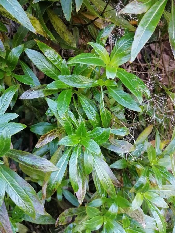 Phyllis nobla flower