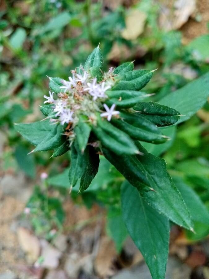 Pycnanthemum incanum leaf