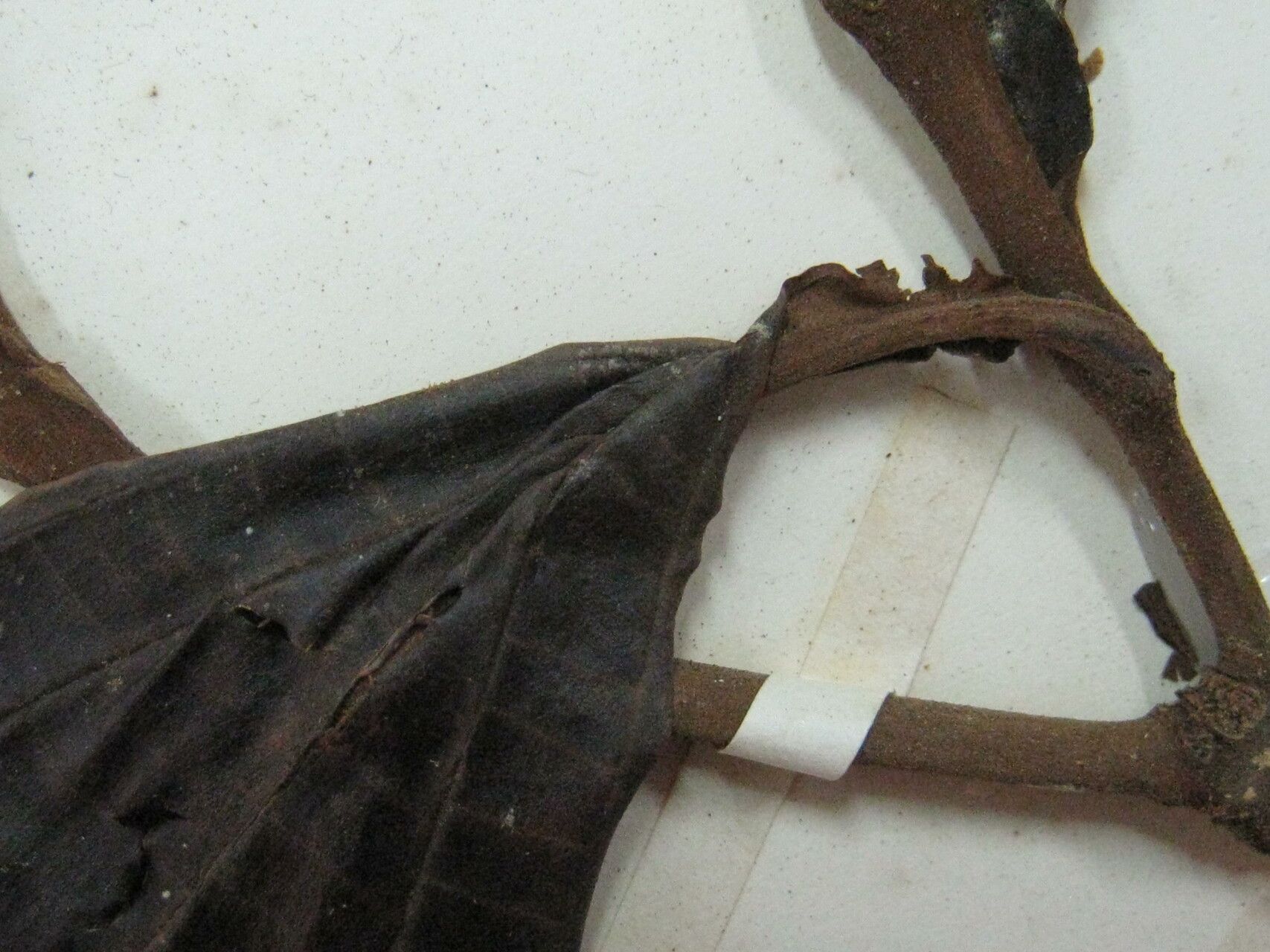 Miconia splendens — houseplant care guide