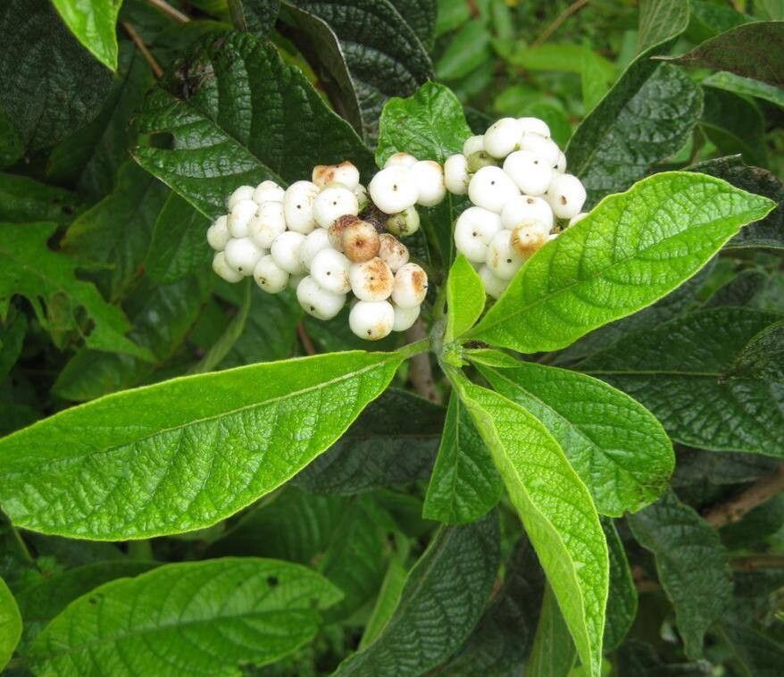 Tournefortia rufosericea fruit