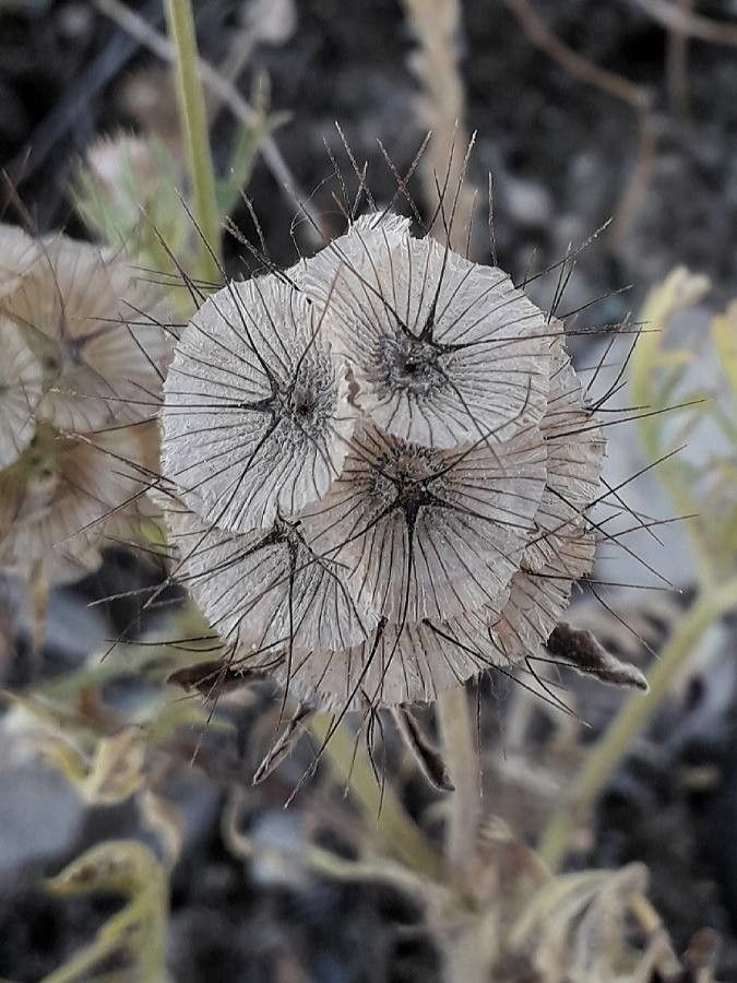 Lomelosia stellata fruit