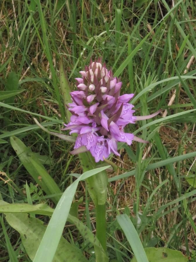 Dactylorhiza praetermissa flower