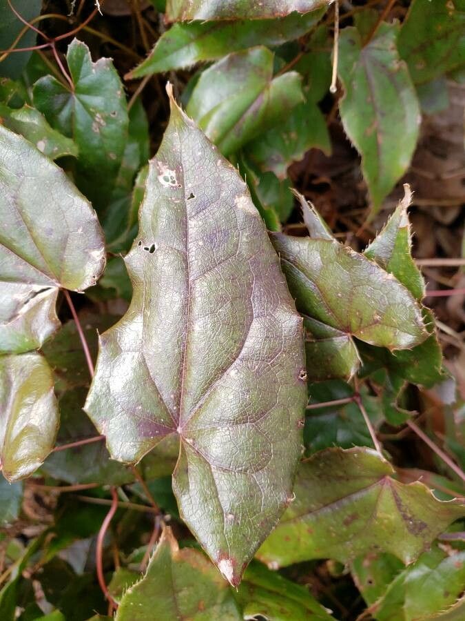 Epimedium acuminatum — related species from the same genus