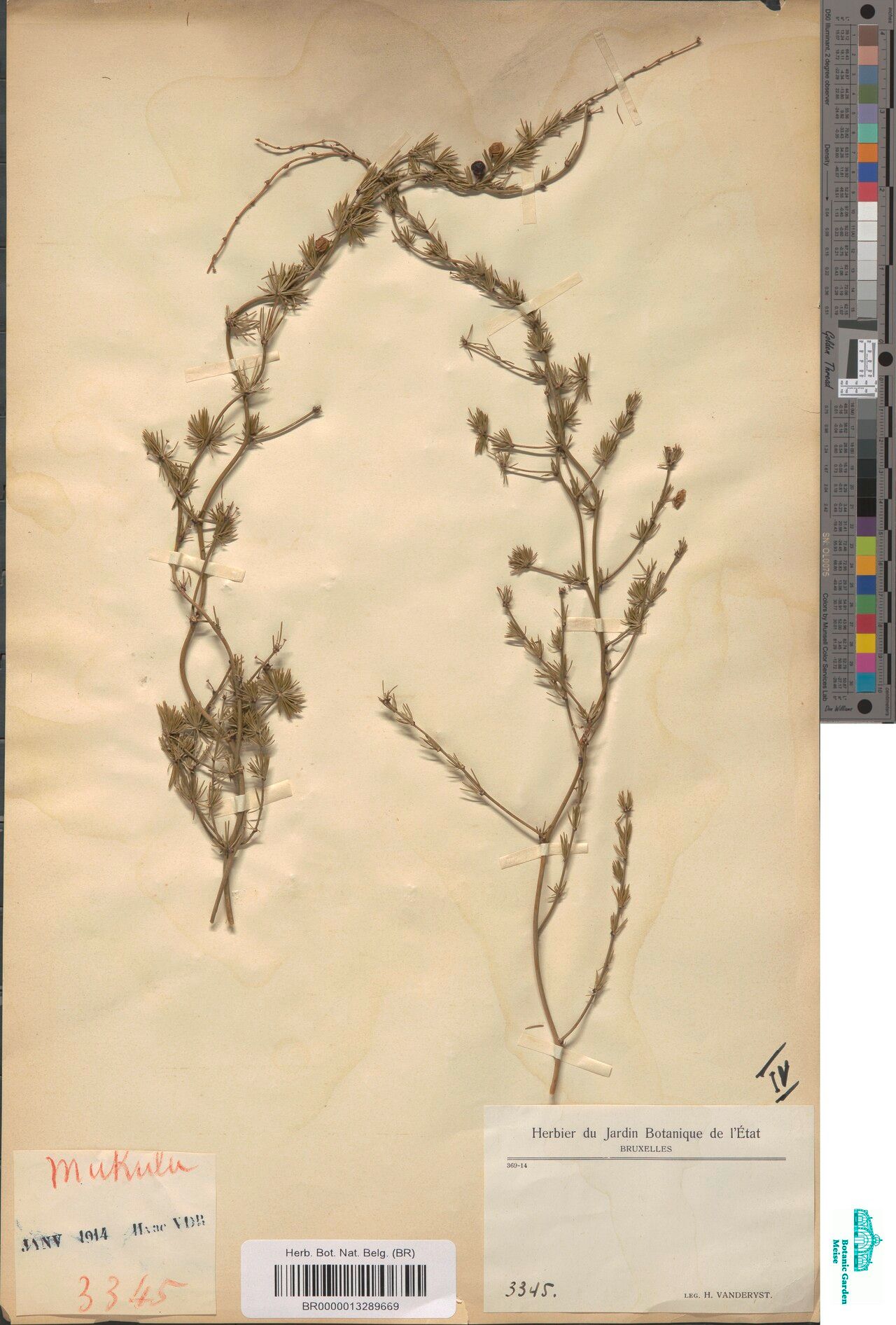 Asparagus sapinii — houseplant care guide