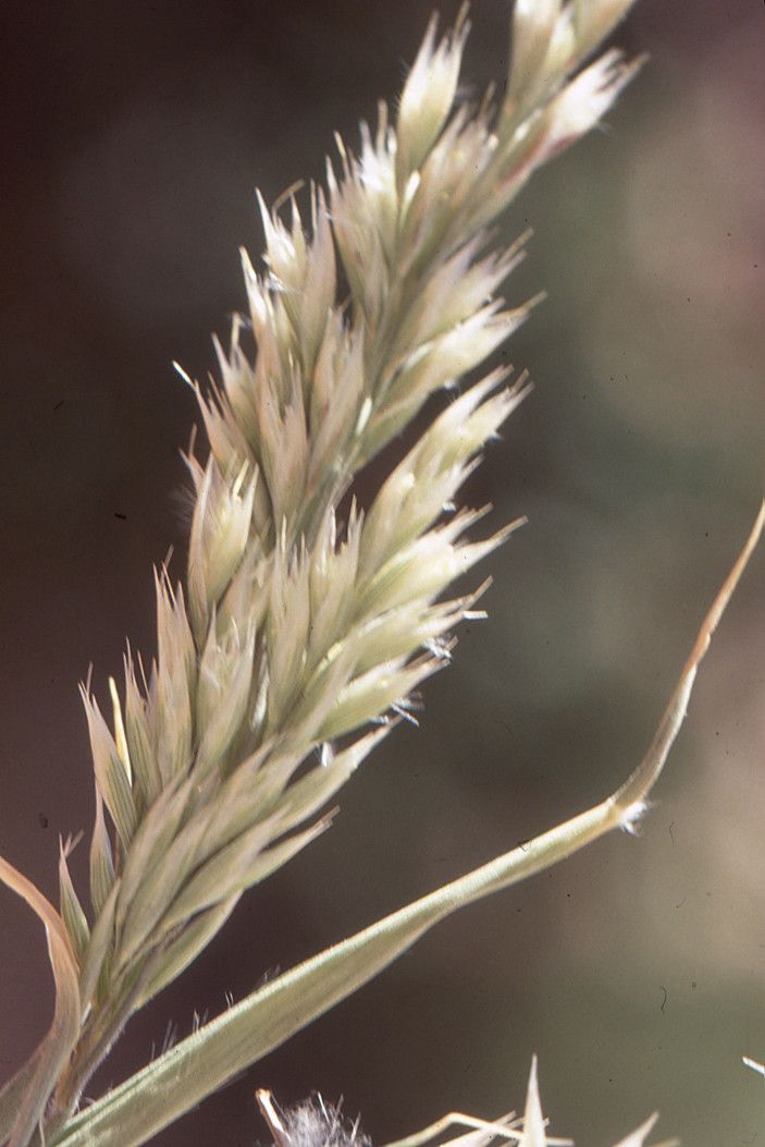 Stipagrostis obtusa — search result for 'Chad'