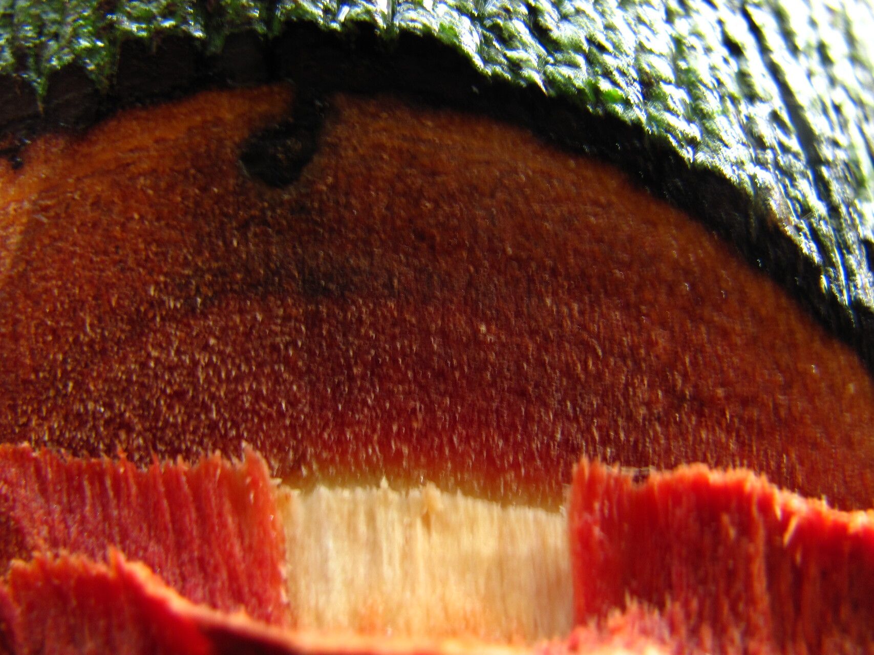 Diospyros cinnabarina bark