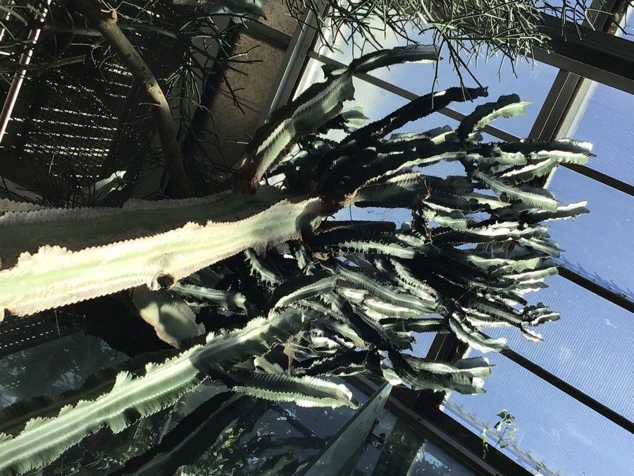 Euphorbia cooperi — search result for 'Euphorbiaceae'