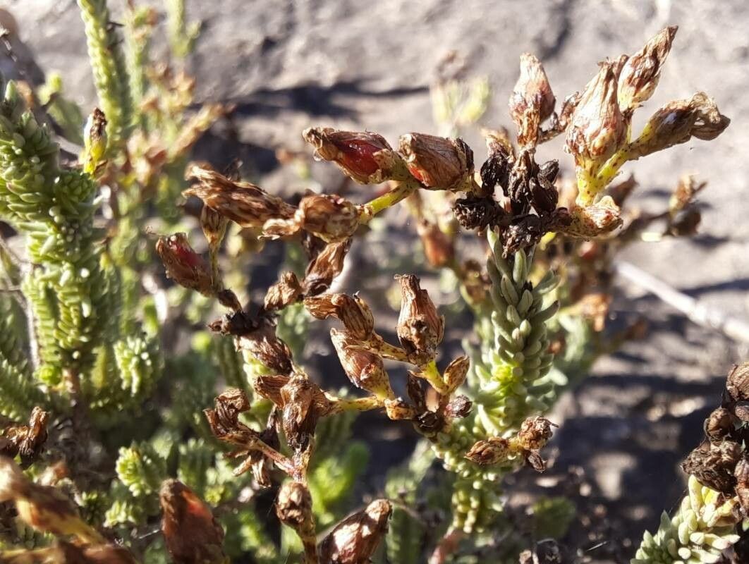 Hypericum ericoides fruit