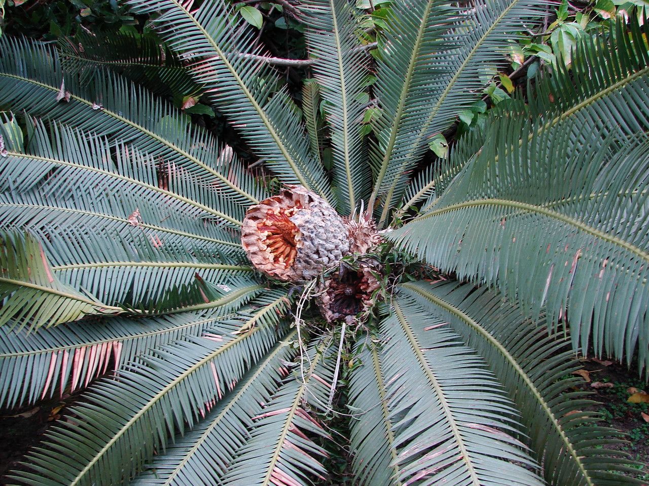 Dioon edule — search result for 'Cycas'