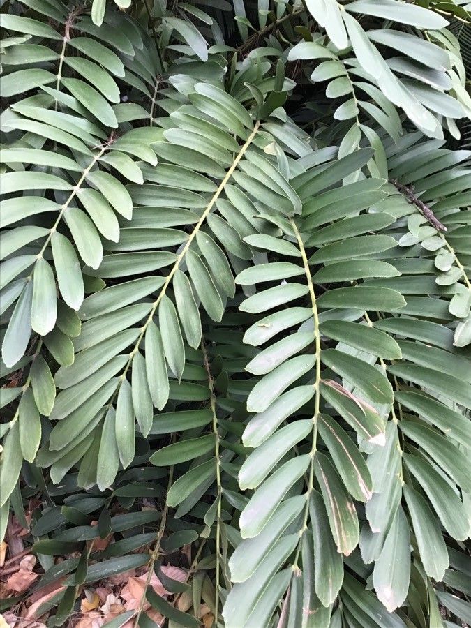 Zamia pumila leaf