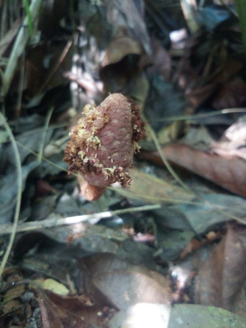 Helosis cayennensis — houseplant care guide