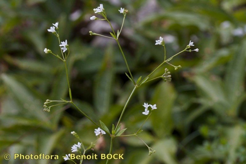 Asperula laevigata other