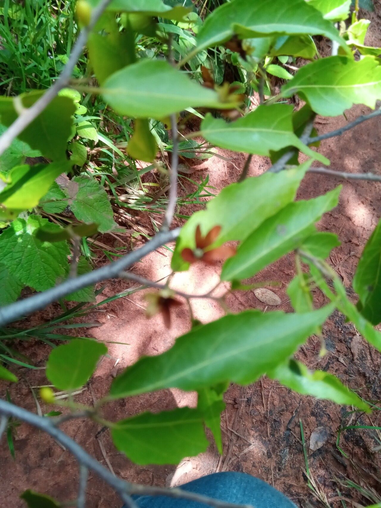 Dombeya subviscosa flower