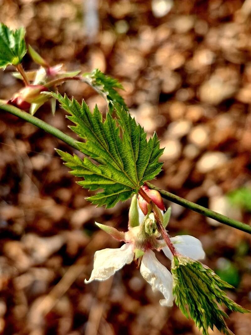 Rubus palmatus — houseplant care guide