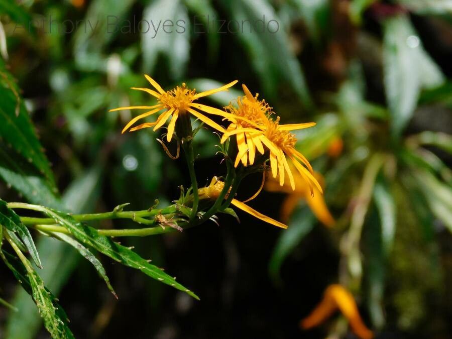 Charadranaetes durandii — houseplant care guide