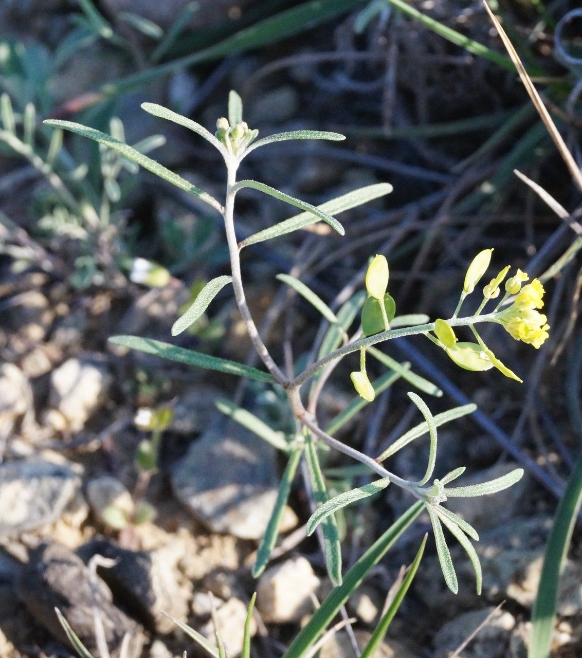 Alyssum linifolium — houseplant care guide
