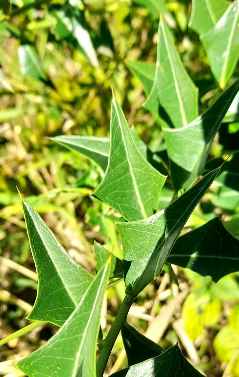 Jodina rhombifolia — search result for 'Santalaceae'