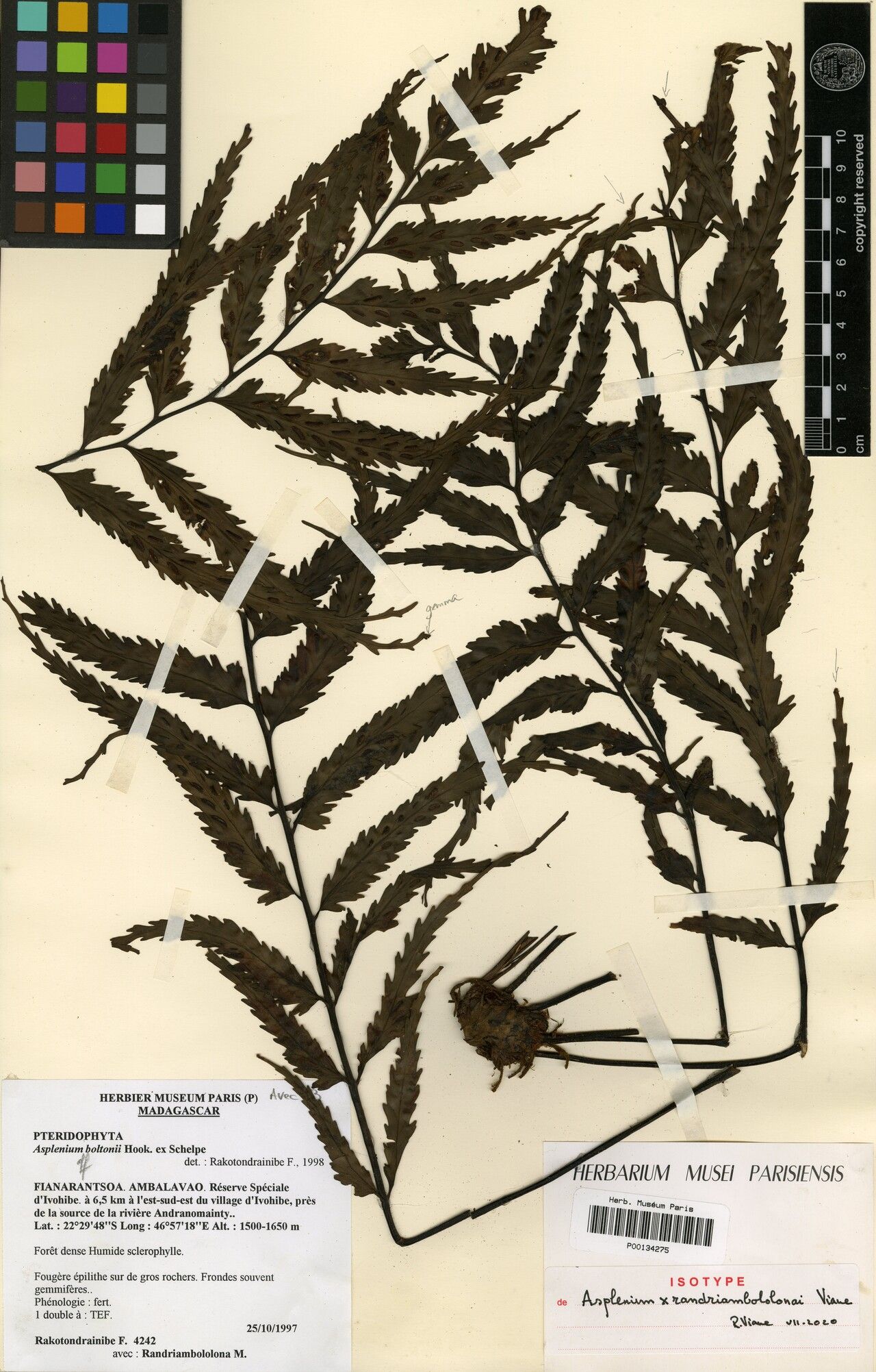 Asplenium × randriambololonae — houseplant care guide