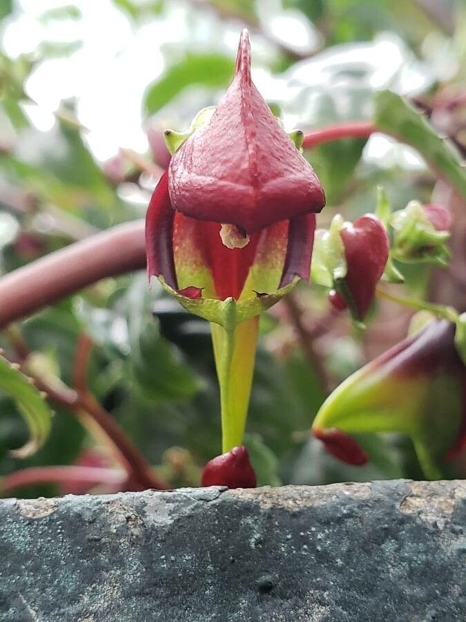 Impatiens hians flower