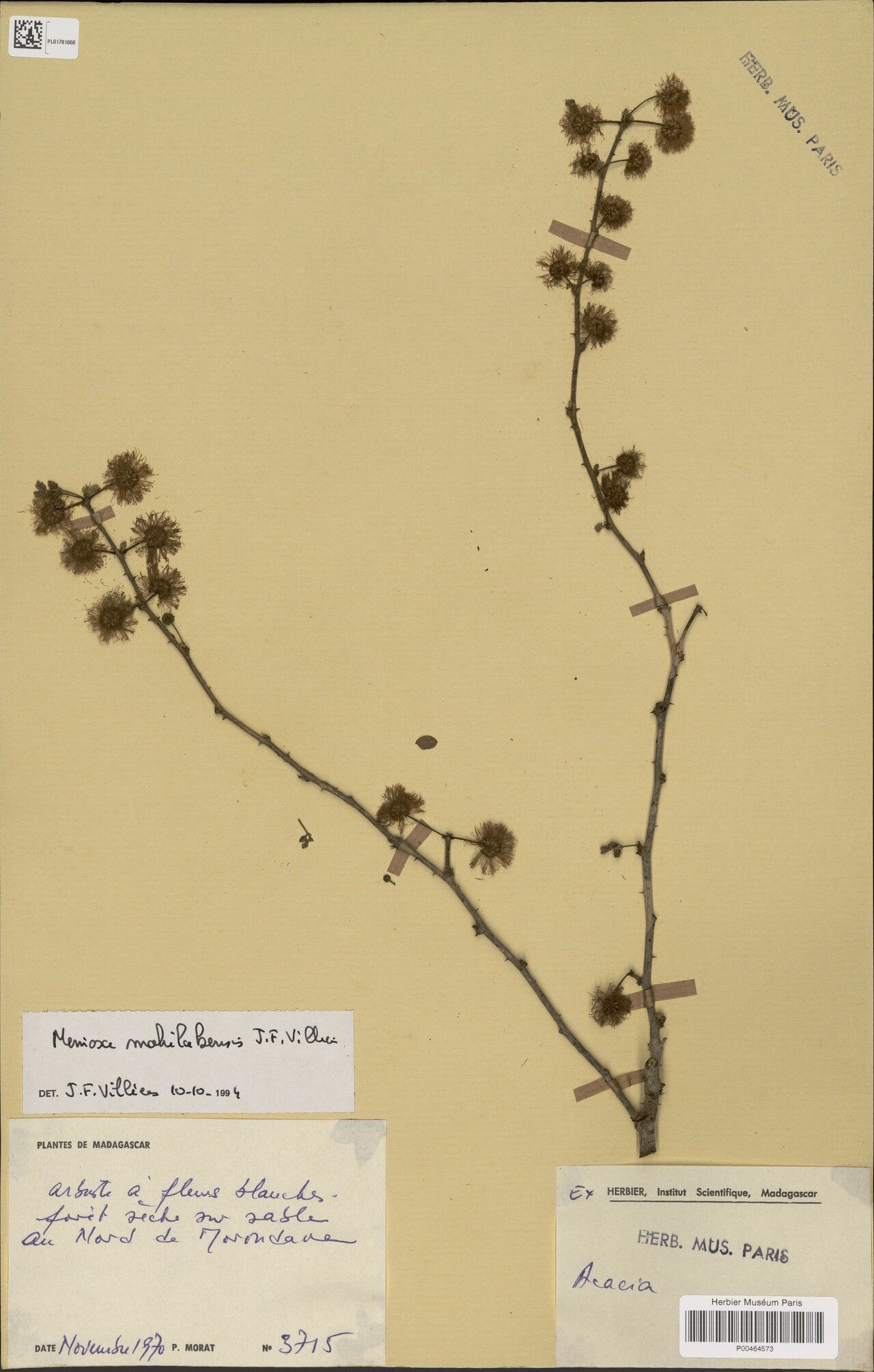 Mimosa mahilakensis — search result for 'Mimosa'