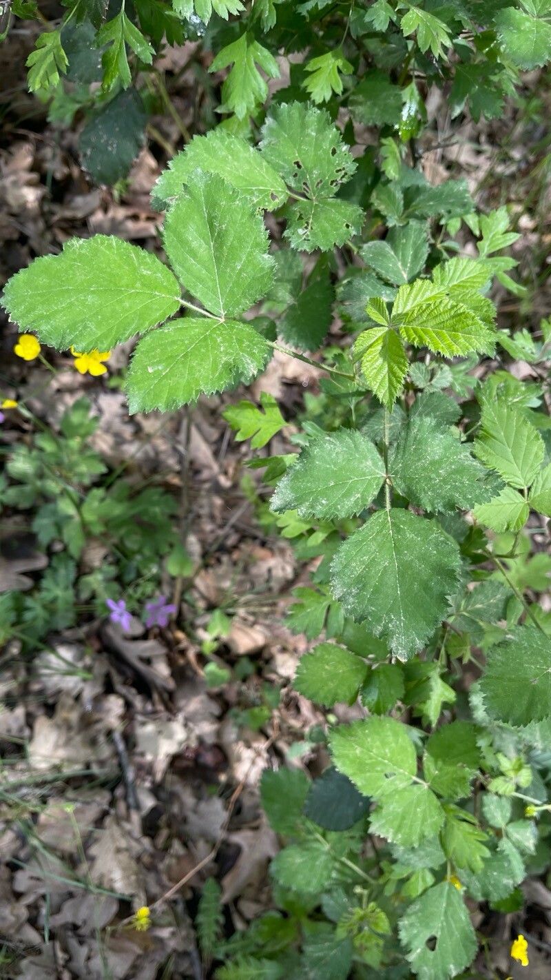 Rubus creticus leaf
