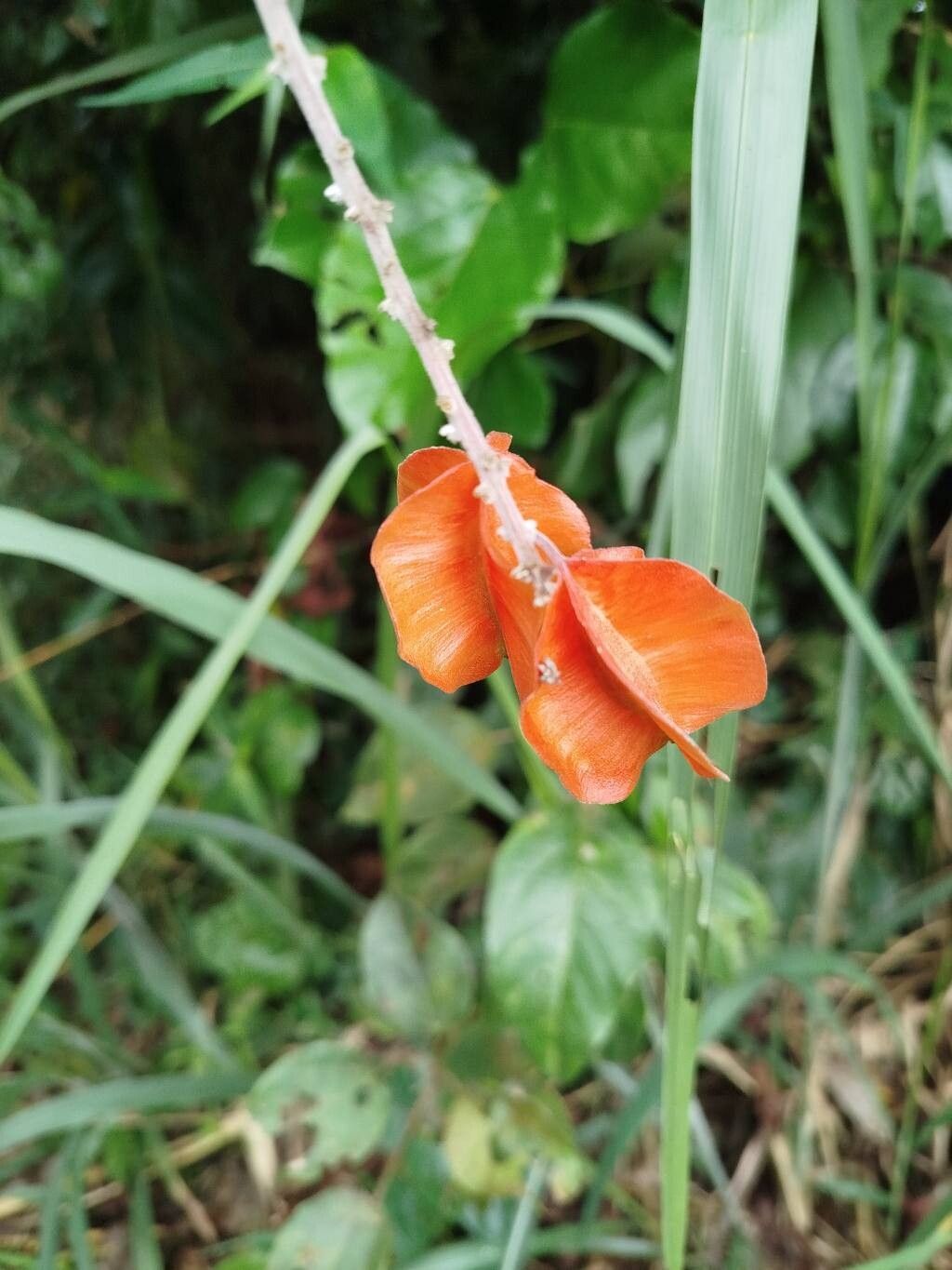 Combretum platypterum fruit