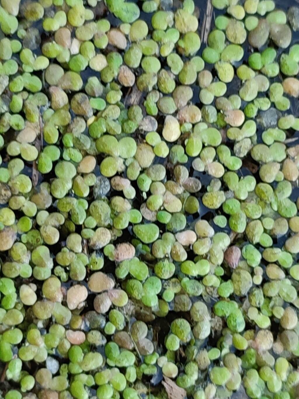 Lemna turionifera — search result for 'Lemna'