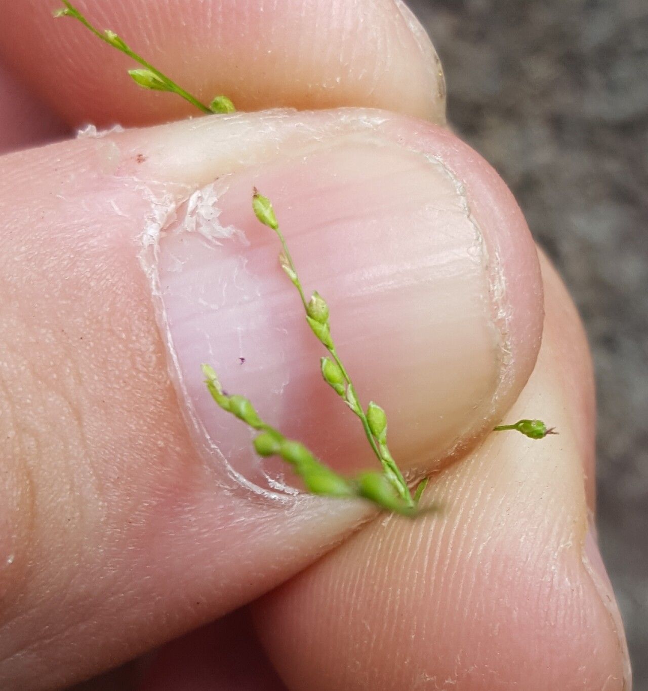 Acroceras elegans flower