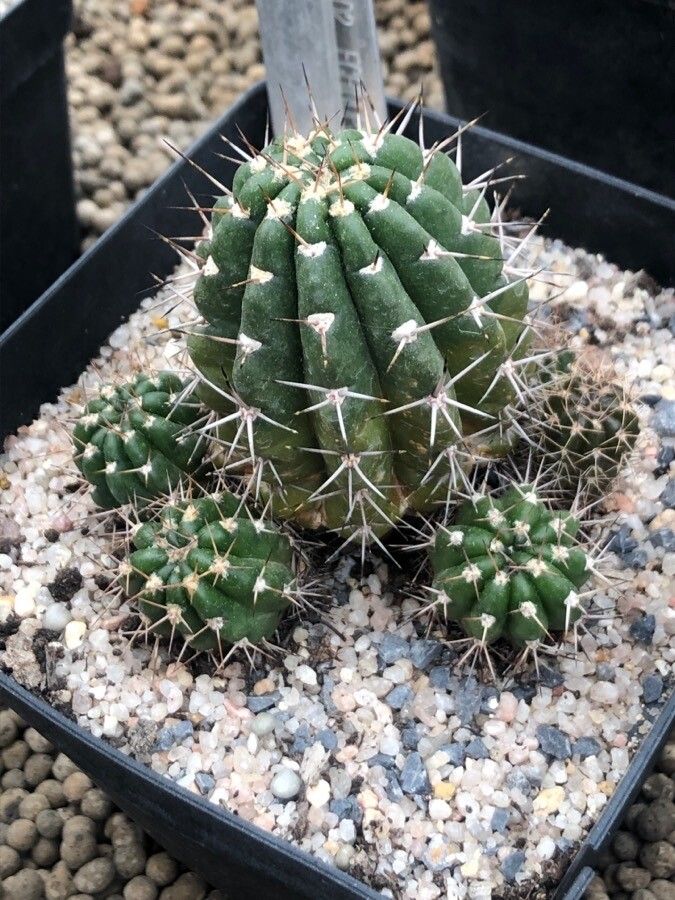 Echinopsis bridgesii leaf