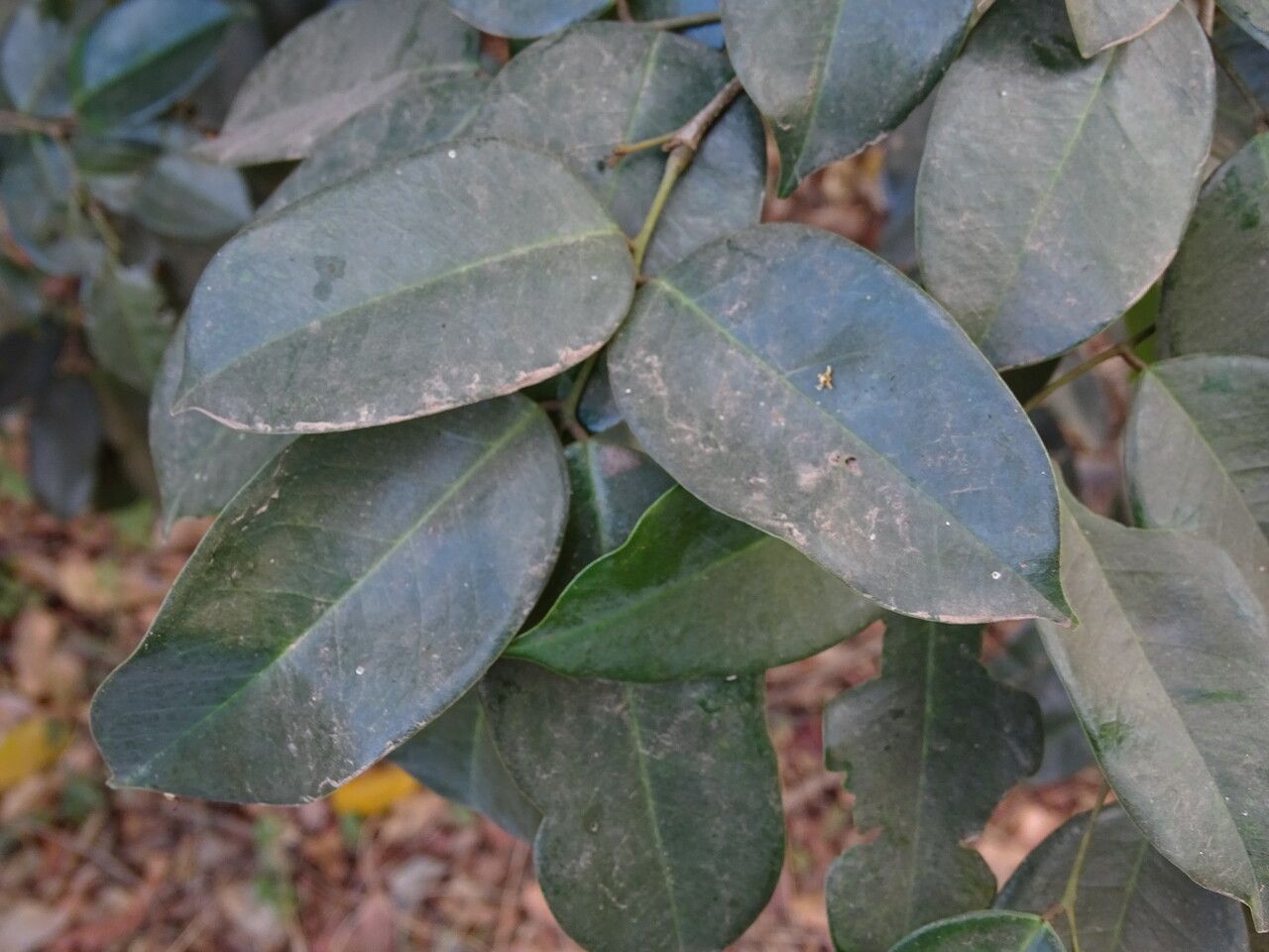 Dialium guineense — search result for 'Sierra Leone'