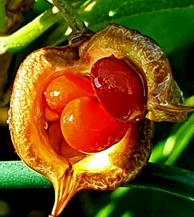 Pittosporum tanianum fruit