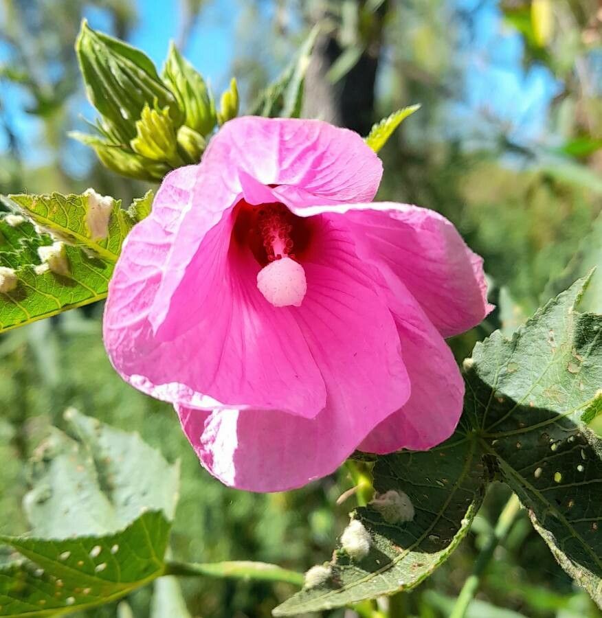 Hibiscus striatus flower