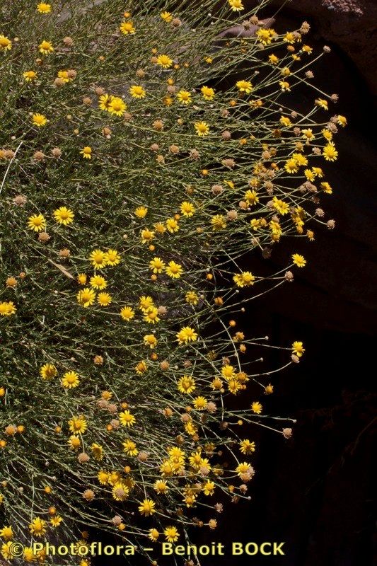 Cladanthus scariosus habit