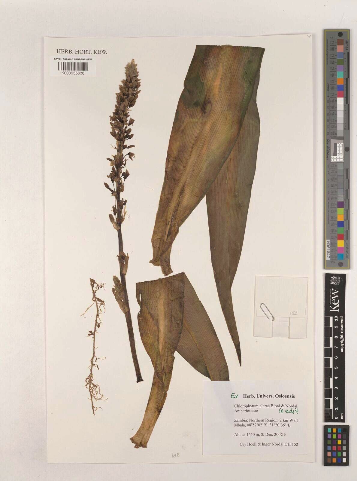 Chlorophytum clarae — search result for 'Chlorophytum'