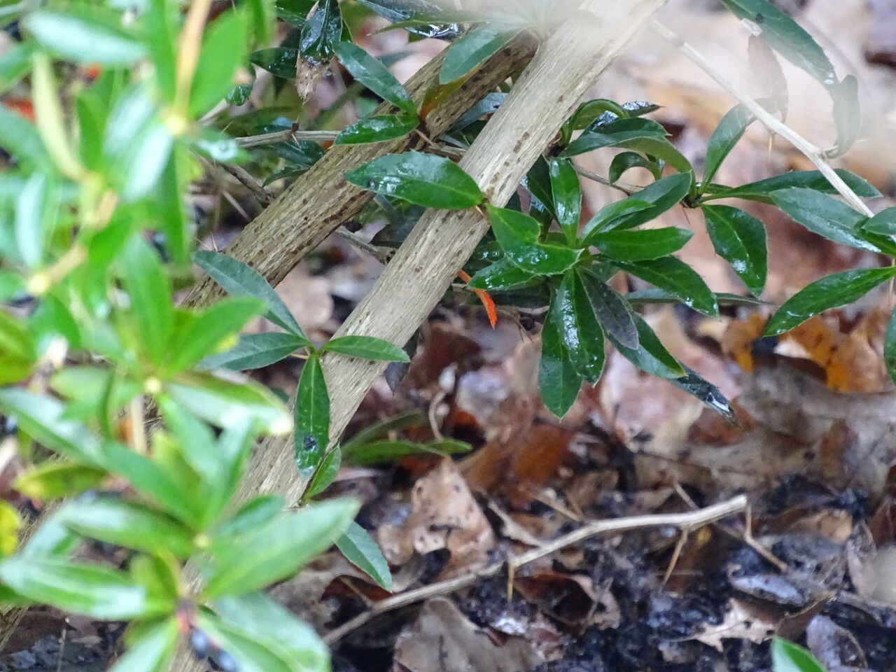 Berberis kawakamii bark