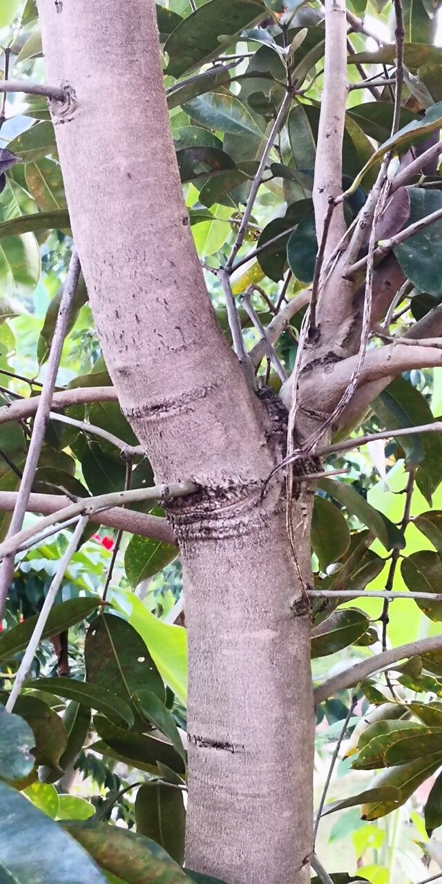 Turpinia cochinchinensis bark
