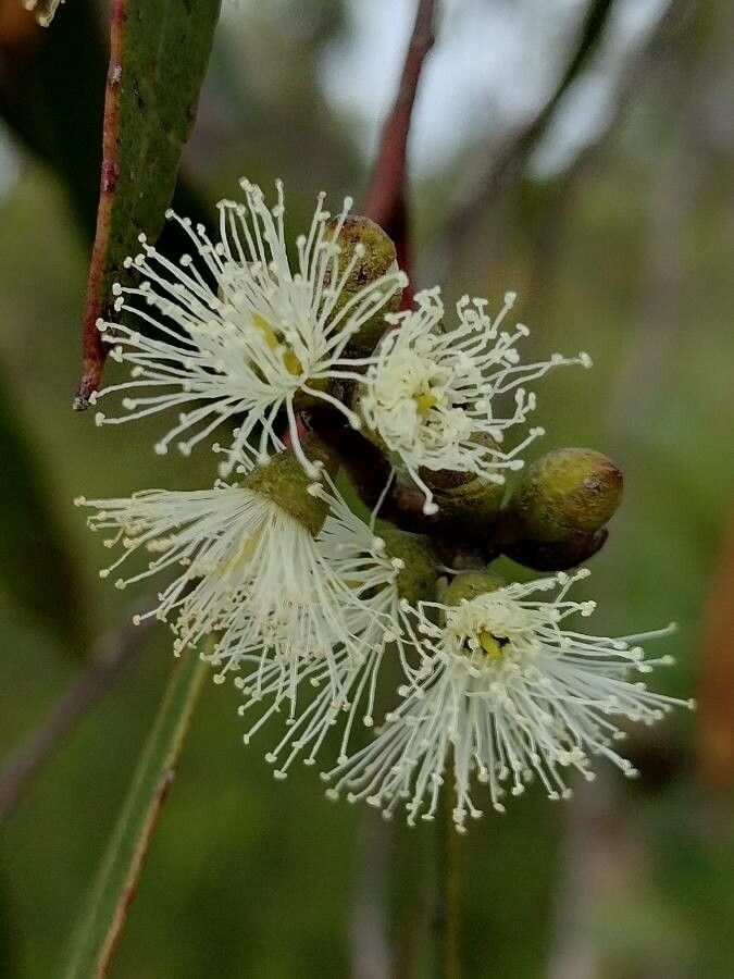 Eucalyptus camfieldii flower