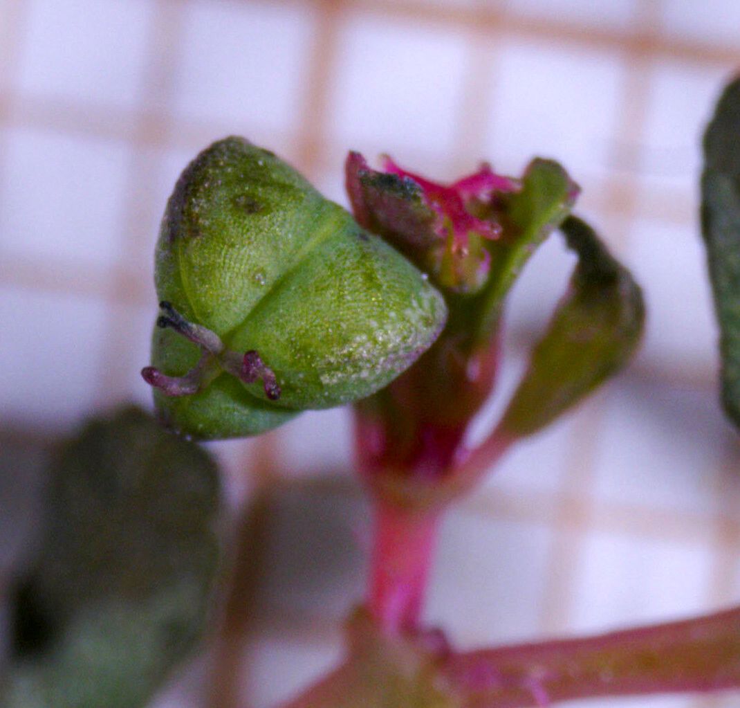 Euphorbia serpillifolia fruit