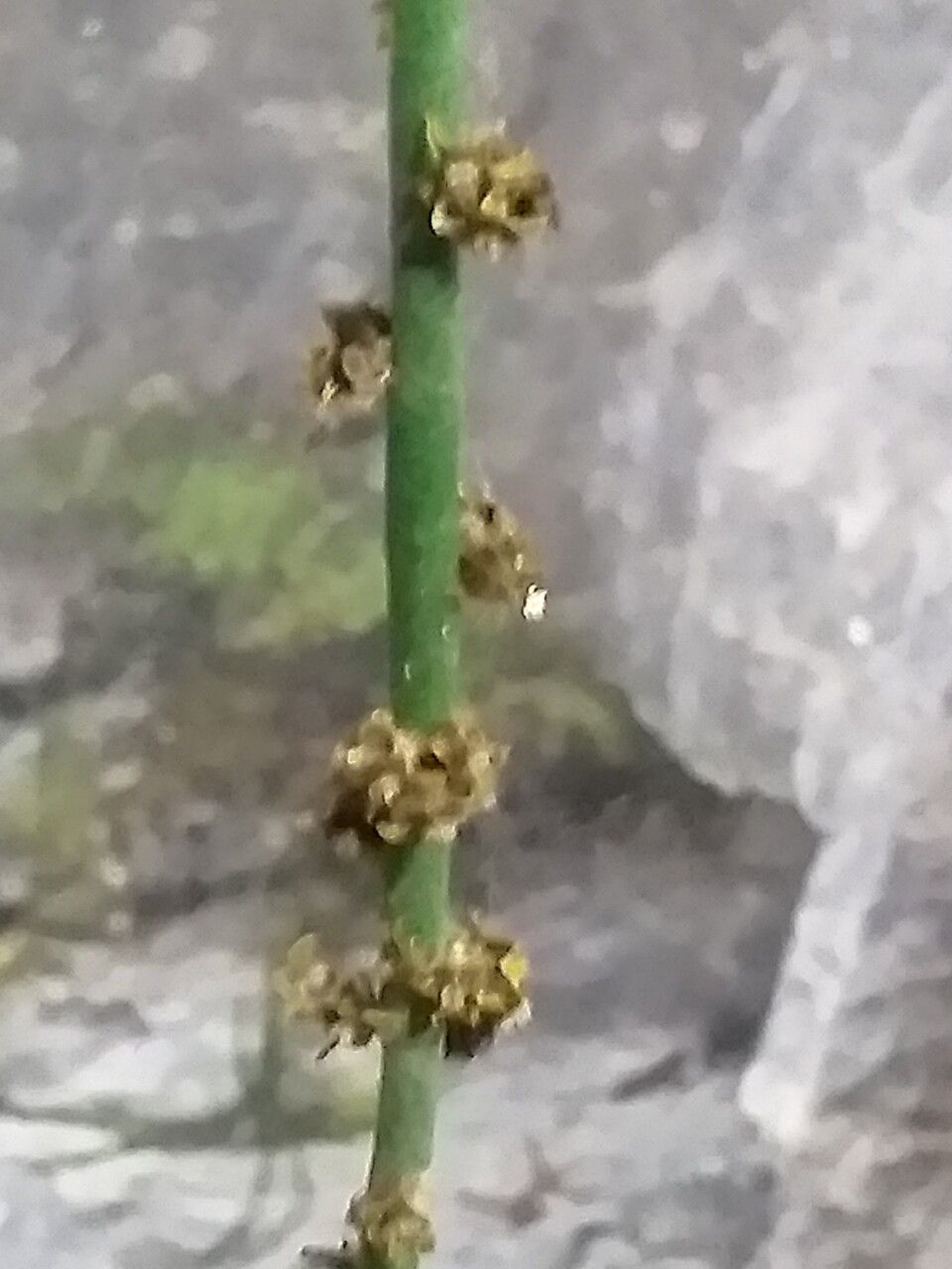 Euphorbia antisyphilitica flower