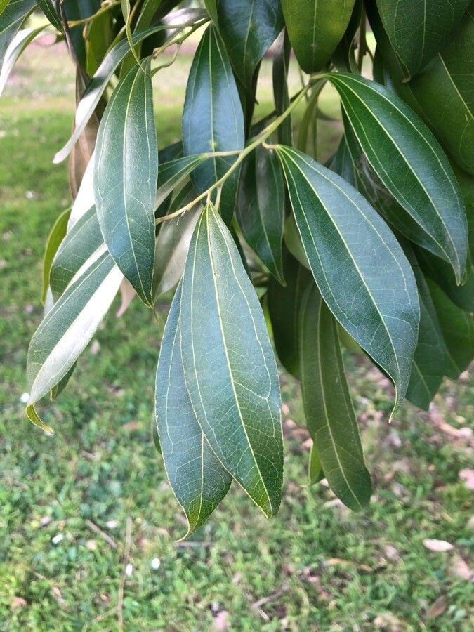 Cocculus laurifolius — related species from the same genus
