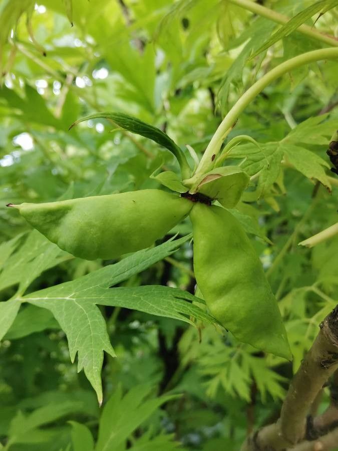 Paeonia delavayi fruit
