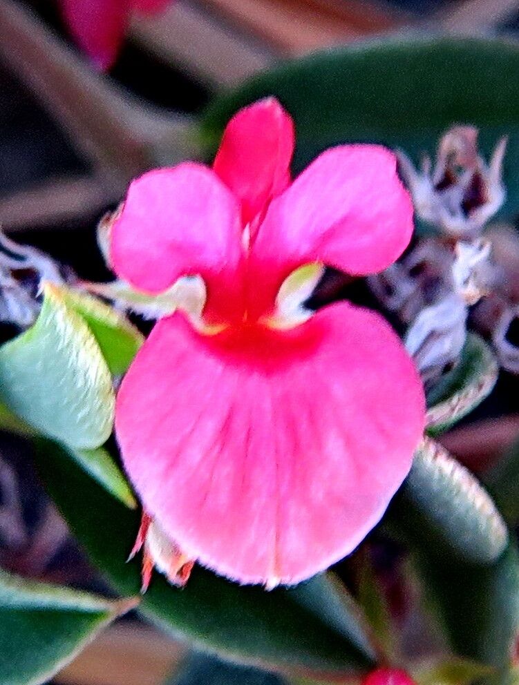 Indigofera diversifolia — houseplant care guide