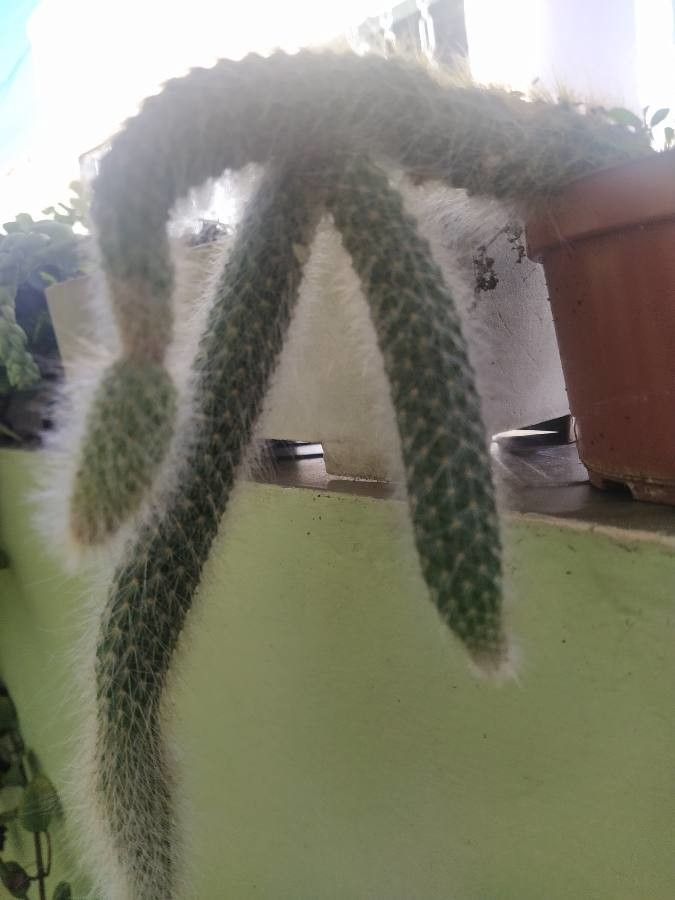 Cleistocactus chrysocephalus leaf