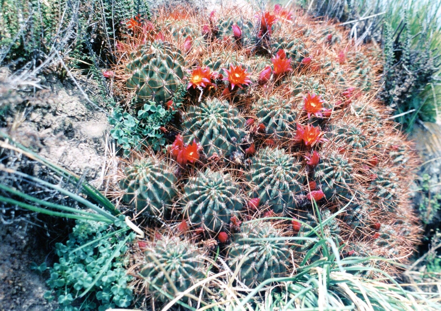 Echinopsis maximiliana flower