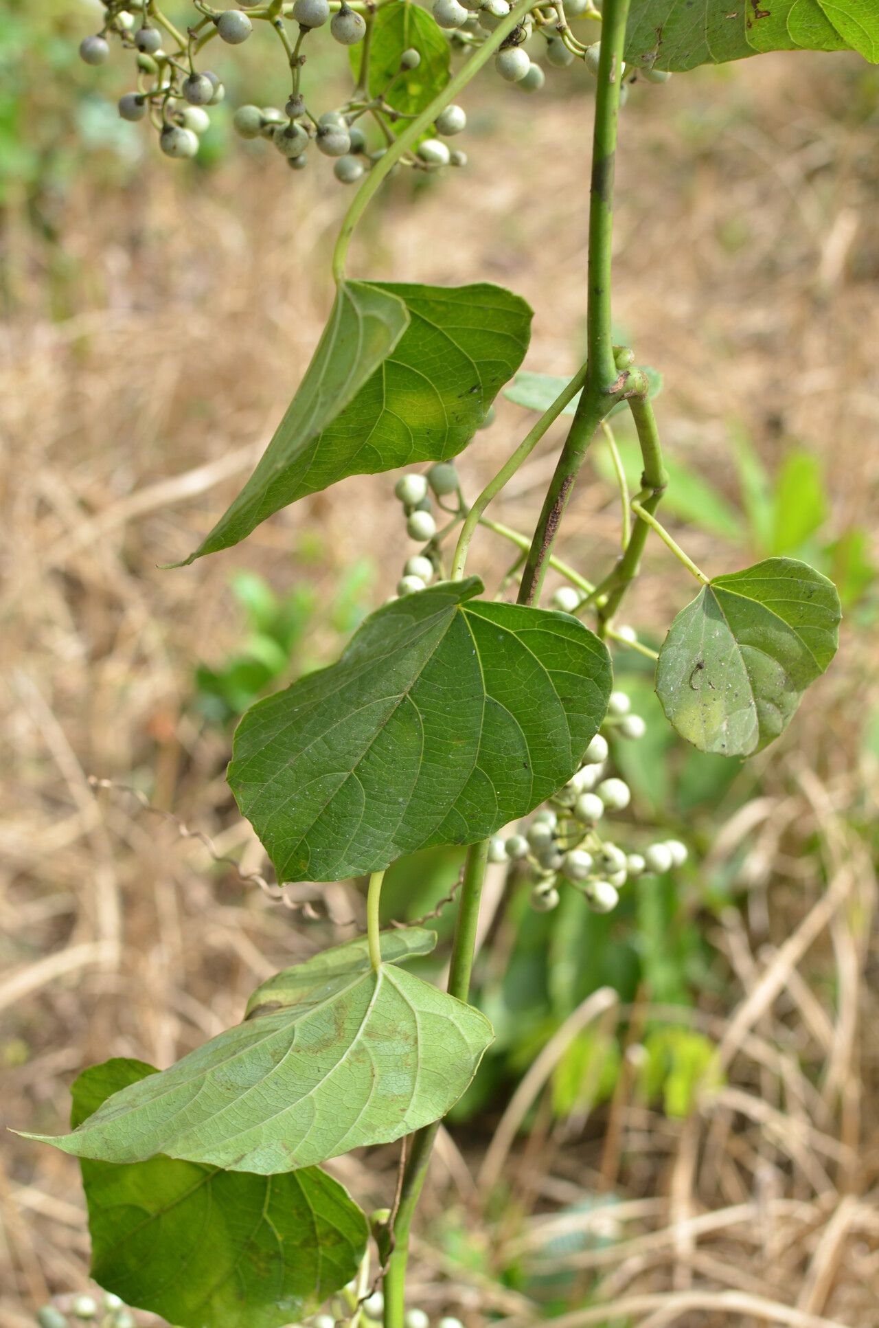 Cissus oreophila — houseplant care guide