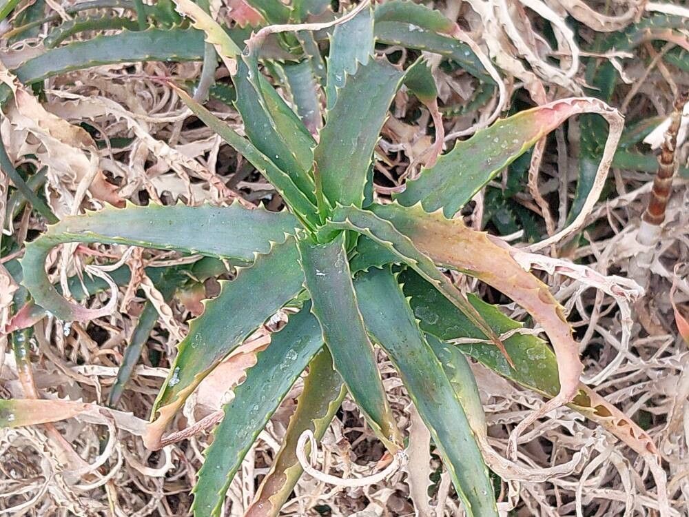 Aloe × ucriae — houseplant care guide